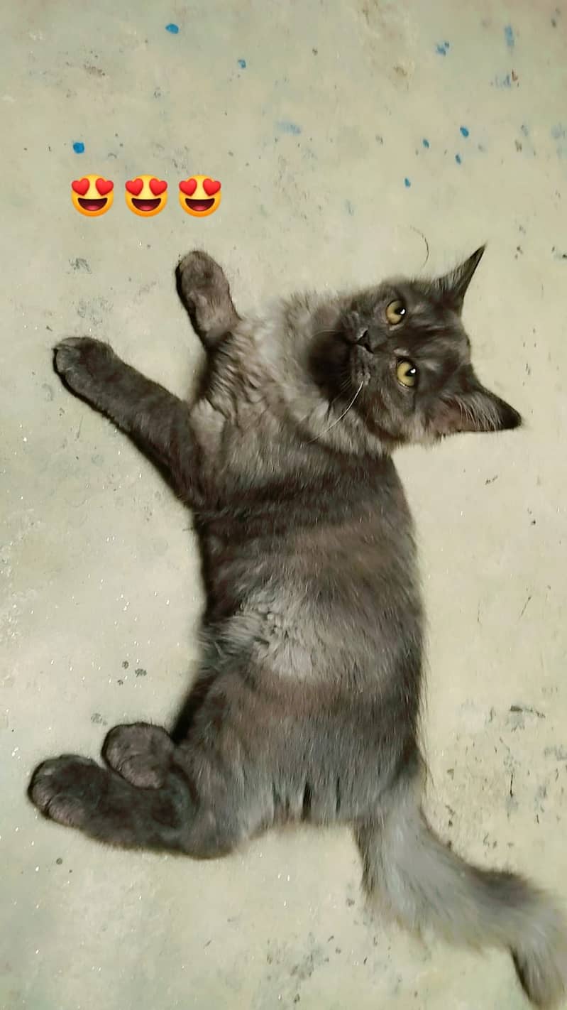 black cat 0