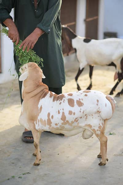 sheep for sale