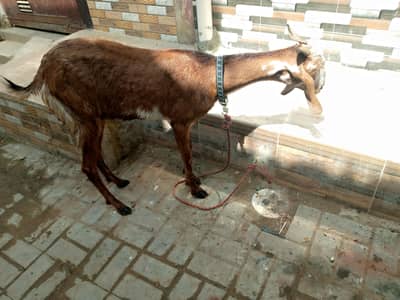 Bakri for sale