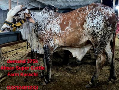 Qurbani Janwar | Bull | Cow | Avaliable in Very Reasonable Prices