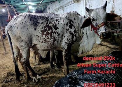 Qurbani Janwar | Bull | Cow | Avaliable in Very Reasonable Prices