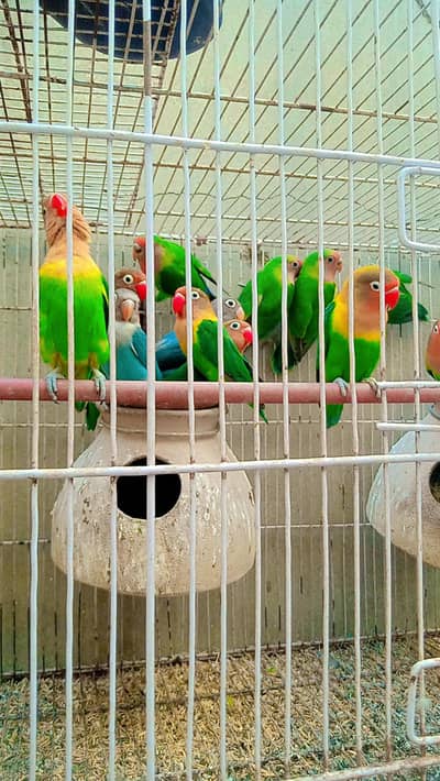15 Lovebirds for Sale (Breeding Pair Available)”