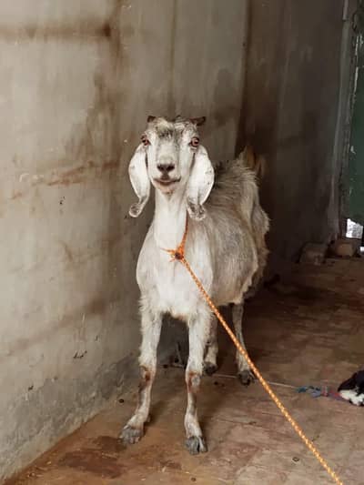 active goat for Sell