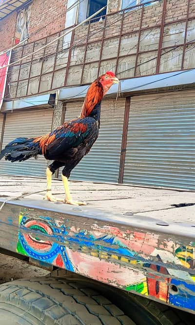 murga for sale