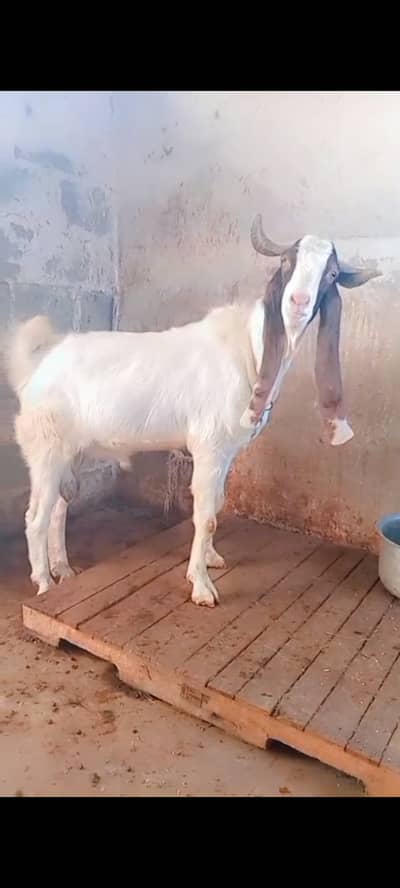 Gulabi desi Bakra