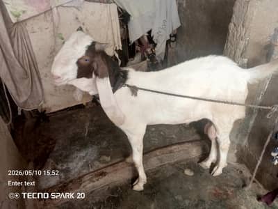 13 month ka h Ghar ka pala hoa h andu bakra h