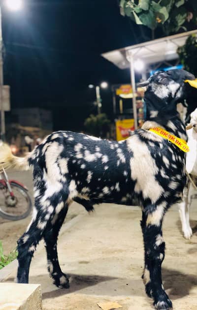 Khassi Bakra For Sell