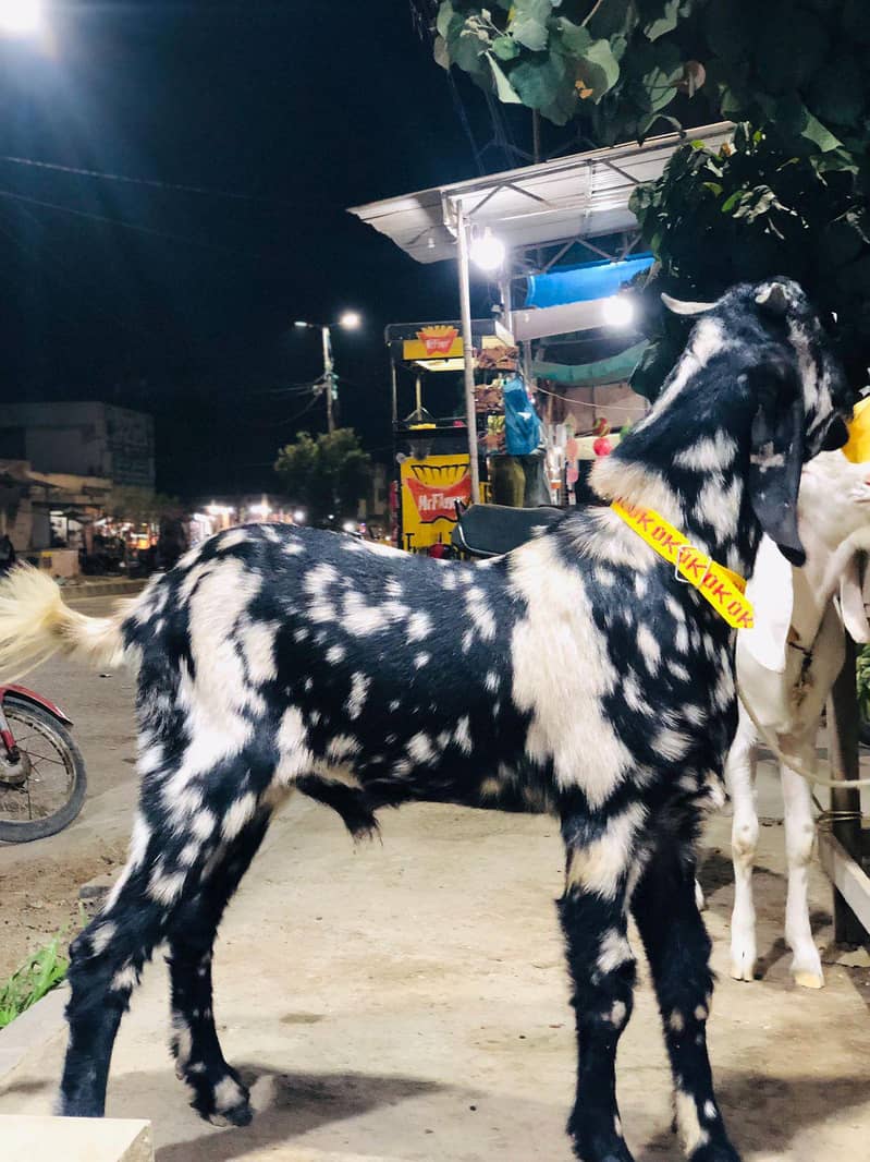 Khassi Bakra For Sell 2