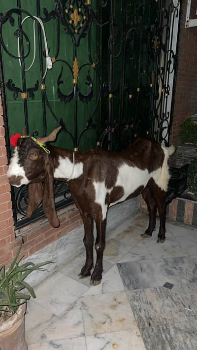 Donda Bakra for sale