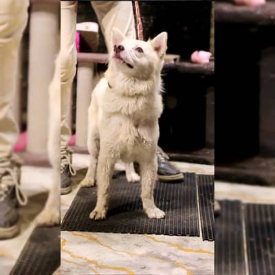 Russian Dog | Stock Cote | Dog For Sale