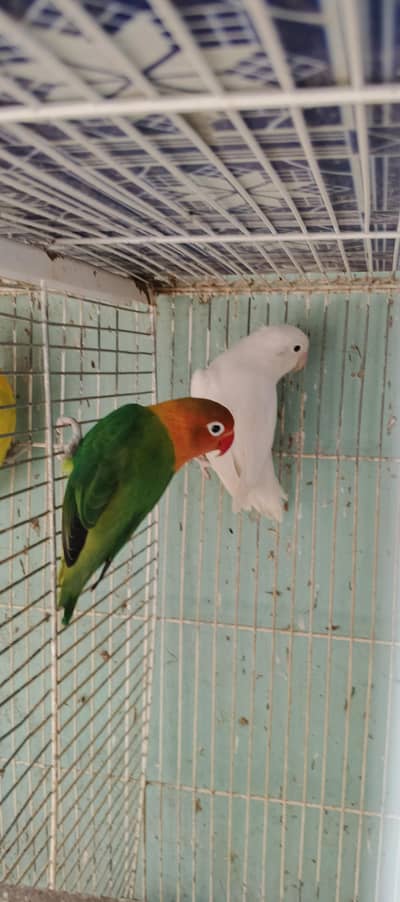 love birds 6 breeder pairs