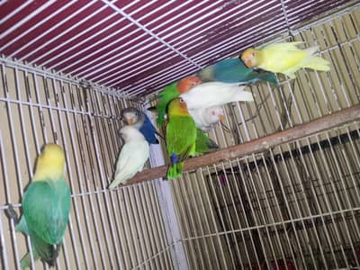 love birds  for sale