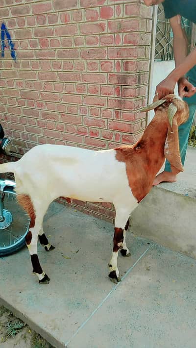 white beautiful bakra