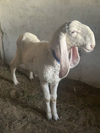 Mashallah Qurbani 2k26