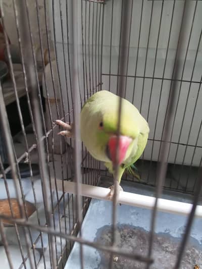 Green female parrot