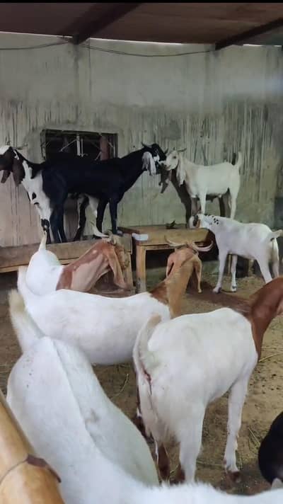 Healthy Goats Available for Sale