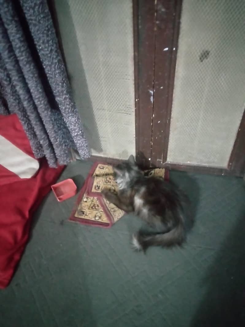 very friendly cat 0