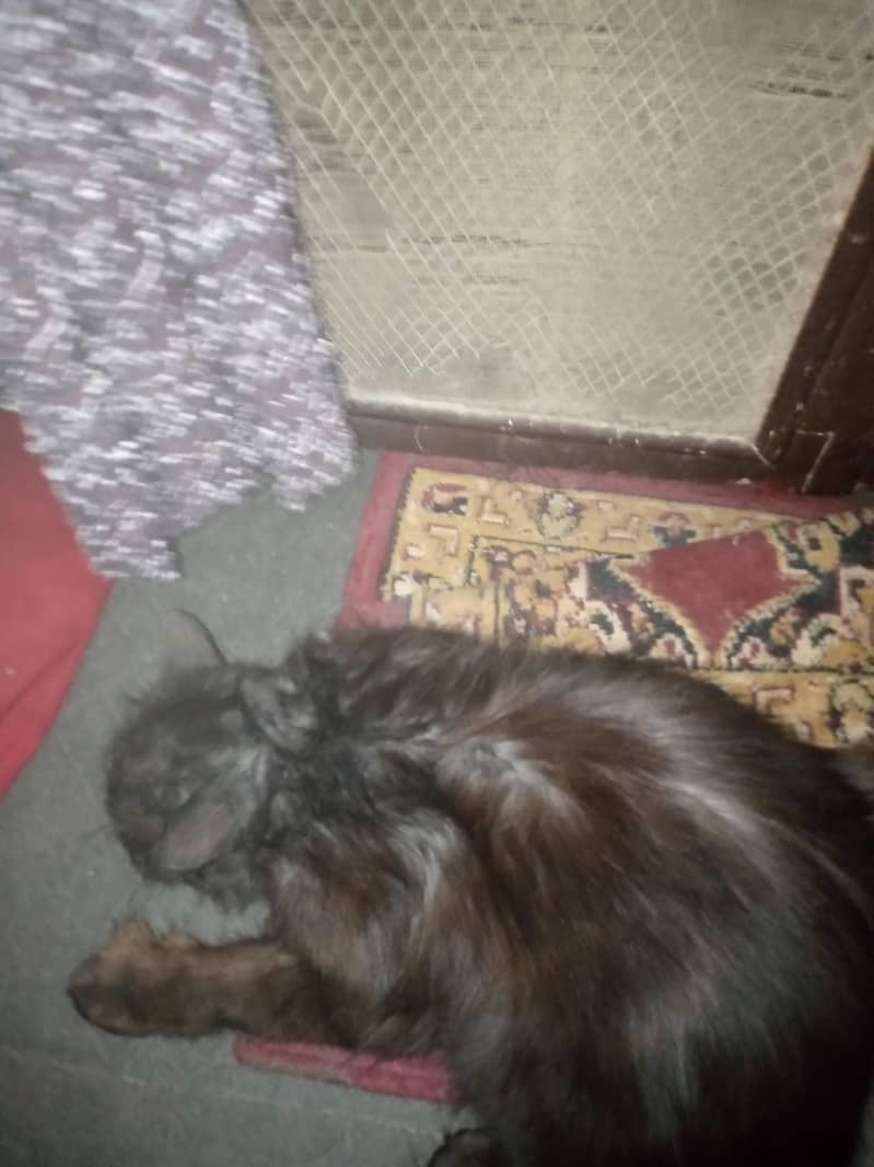 very friendly cat 1