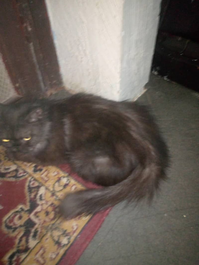 very friendly cat 2