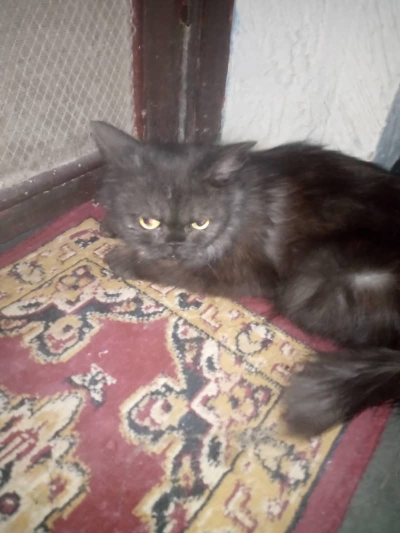 very friendly cat 3