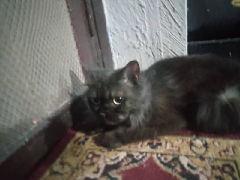 very friendly cat 4