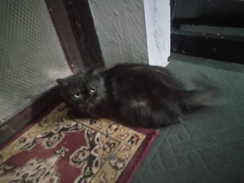 very friendly cat 5
