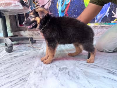 German shepherd puppy -female dog