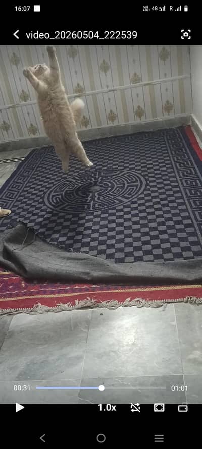 Persian female
