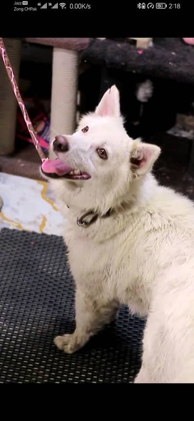 Russian Dog | Stock Cote | Dog For Sale