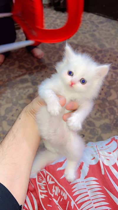 Persian Triple coat