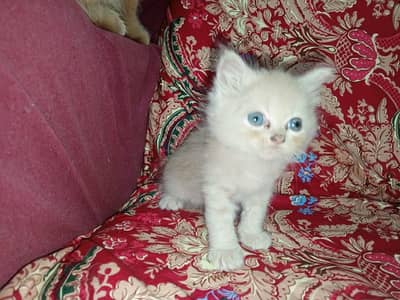 3 Persion Kitten's Looking For New Home