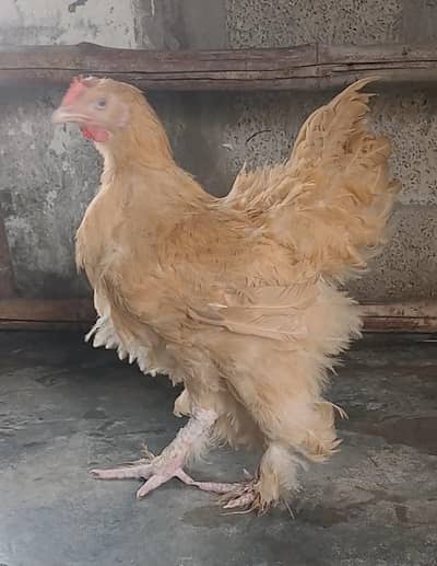 Golden Buff Male & Molted Pair