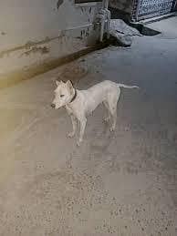 dog for sale
