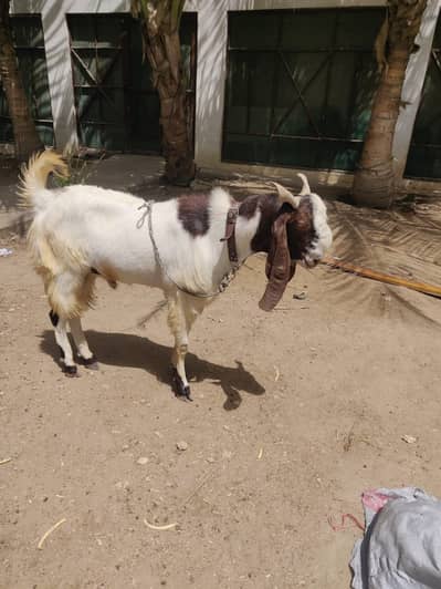 “White Male Goat” “Healthy Bakra for Sale” “Beetal Goat Male”