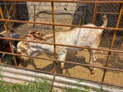 makhi cheeni bakra