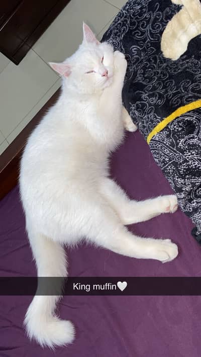 Male persian cat neutered and vaccinated