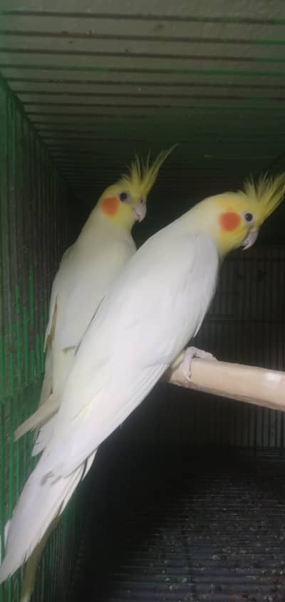 Cocktail Jumbo size pair for sale