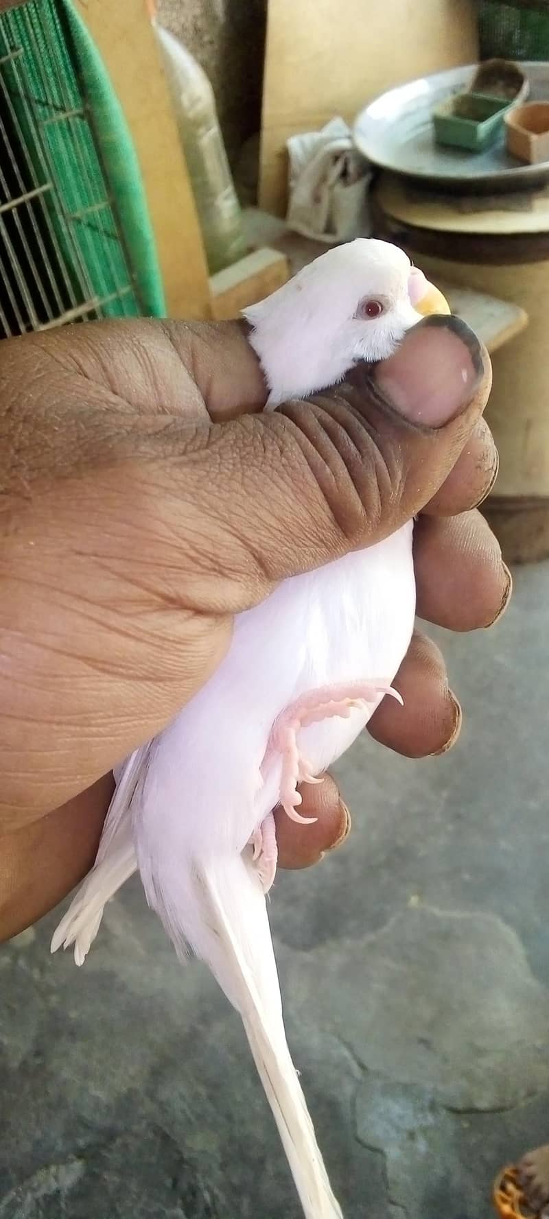 hogorommo split pyar java pyar BW/BF split Bajri 03122370087 1