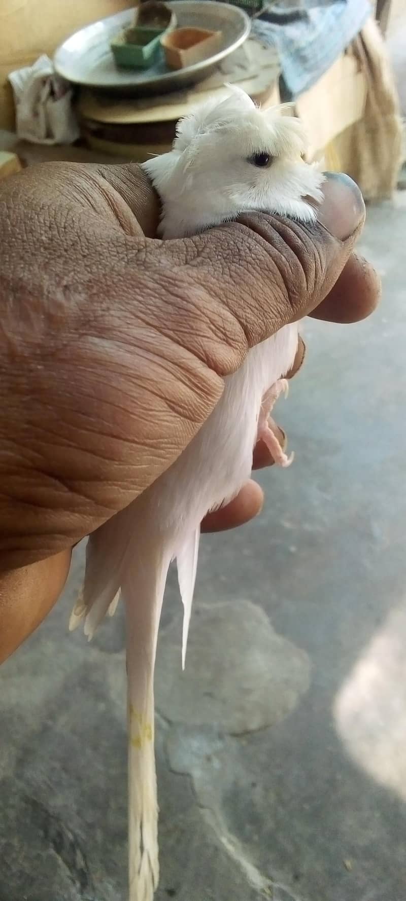 hogorommo split pyar java pyar BW/BF split Bajri 03122370087 2