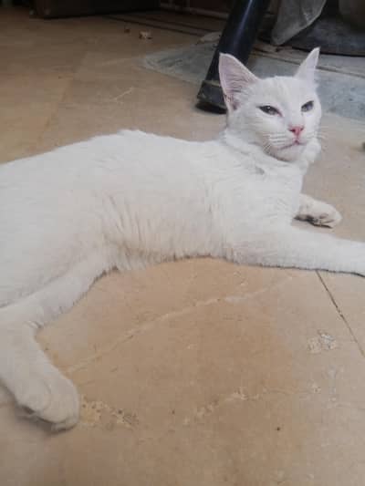 Turkish van Odd eyed white Active and cute Cat
