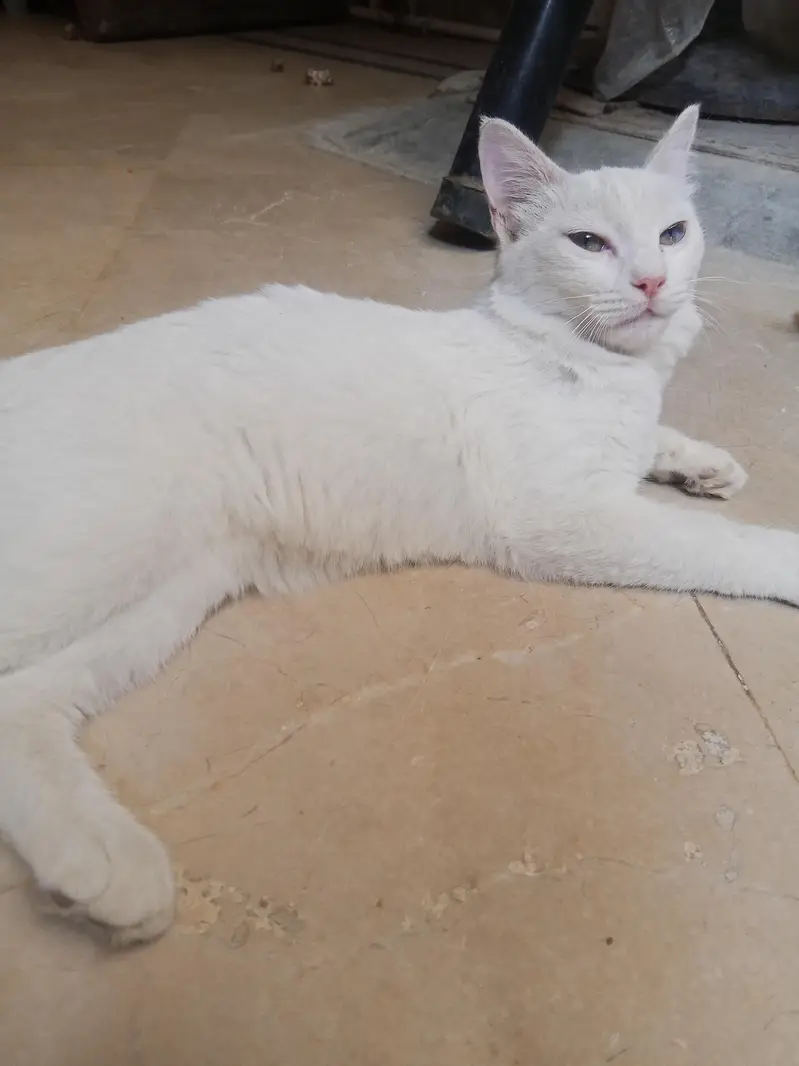 Turkish van Odd eyed white Active and cute Cat