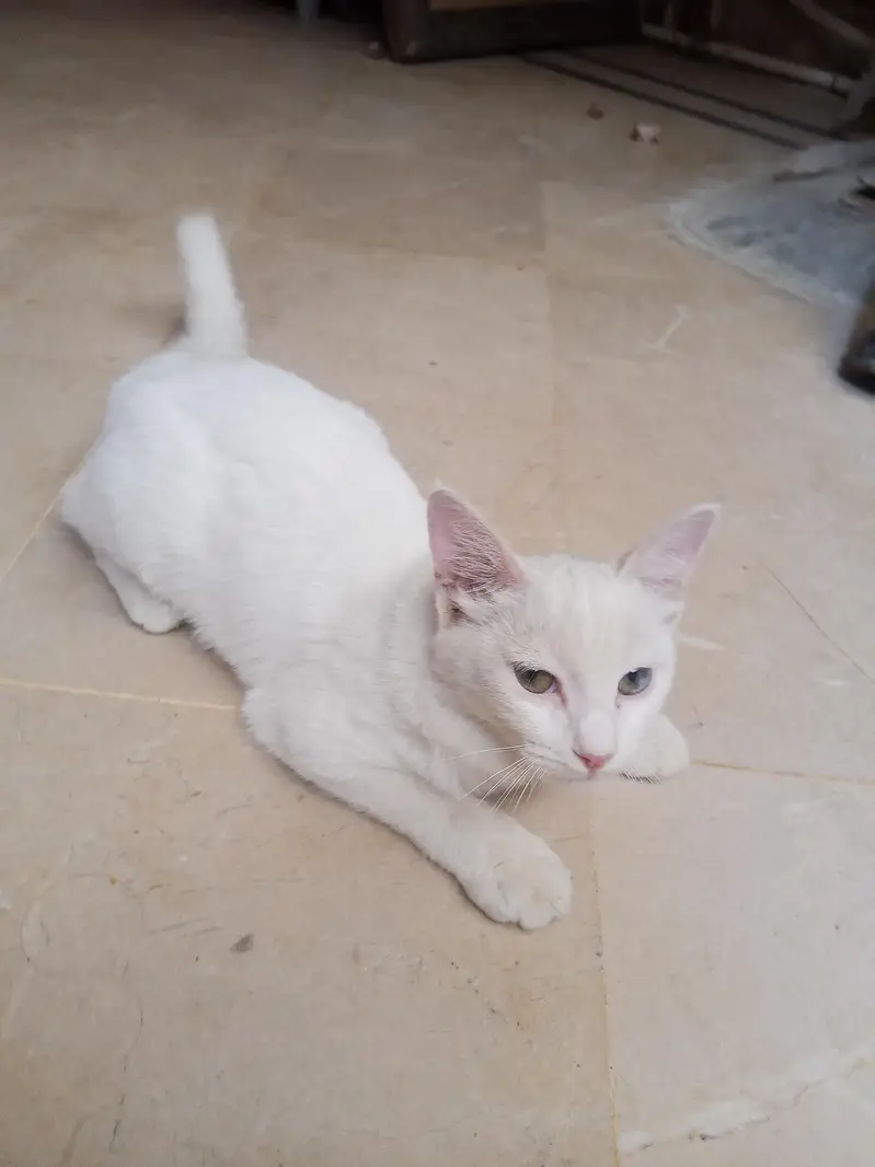 Turkish van Odd eyed white Active and cute Cat — photo 2