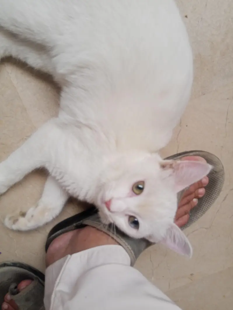 Turkish van Odd eyed white Active and cute Cat — photo 3