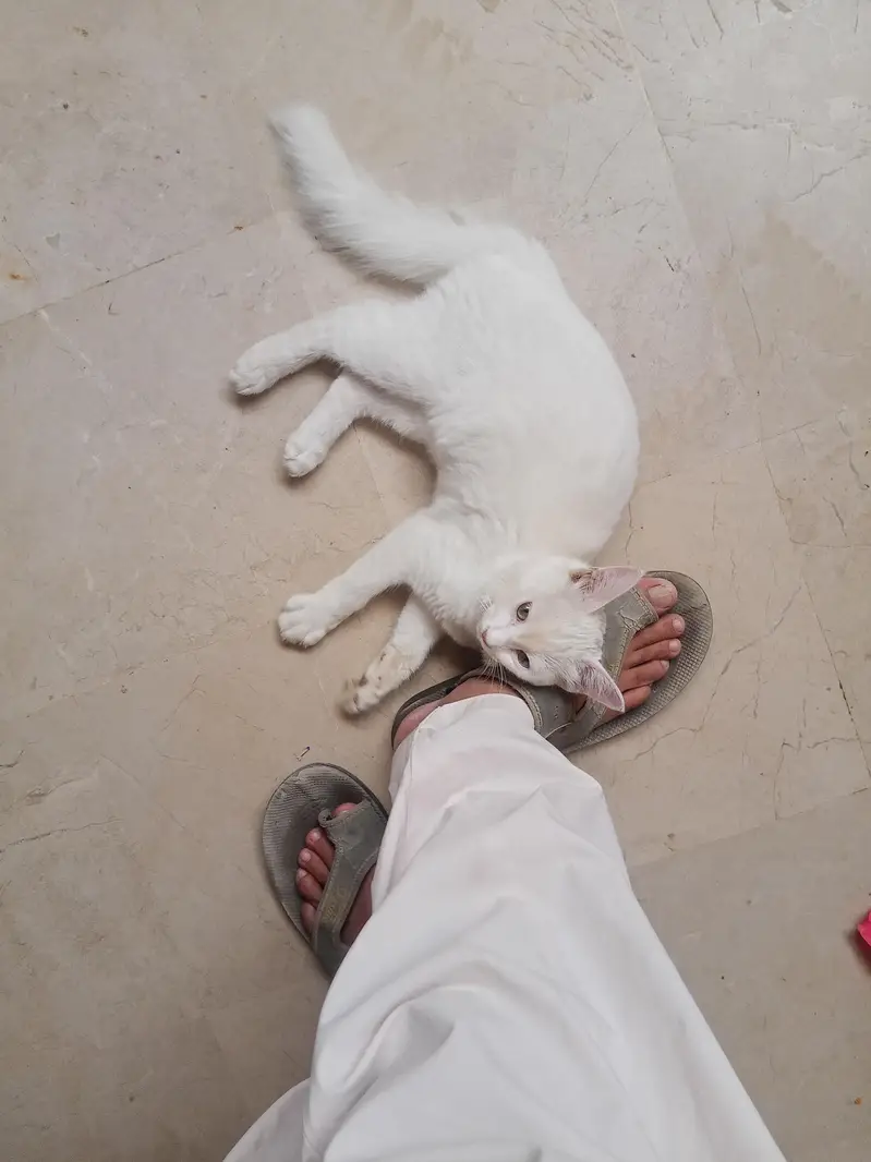 Turkish van Odd eyed white Active and cute Cat — photo 4