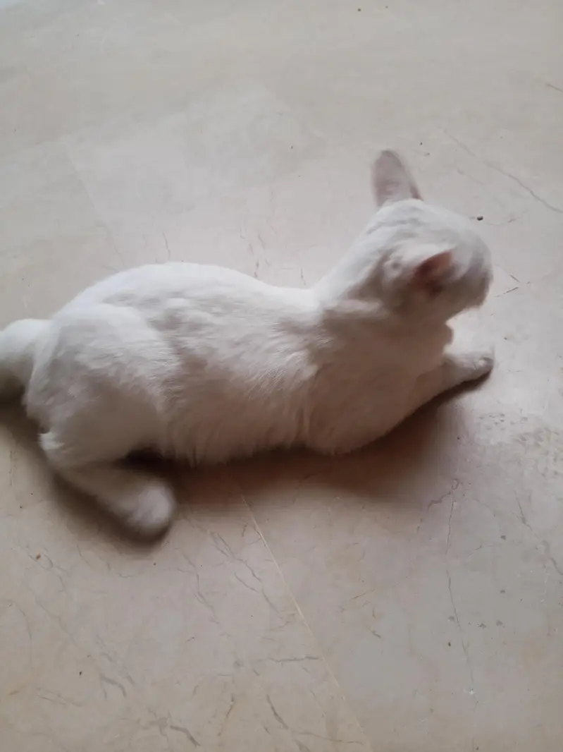 Turkish van Odd eyed white Active and cute Cat — photo 5
