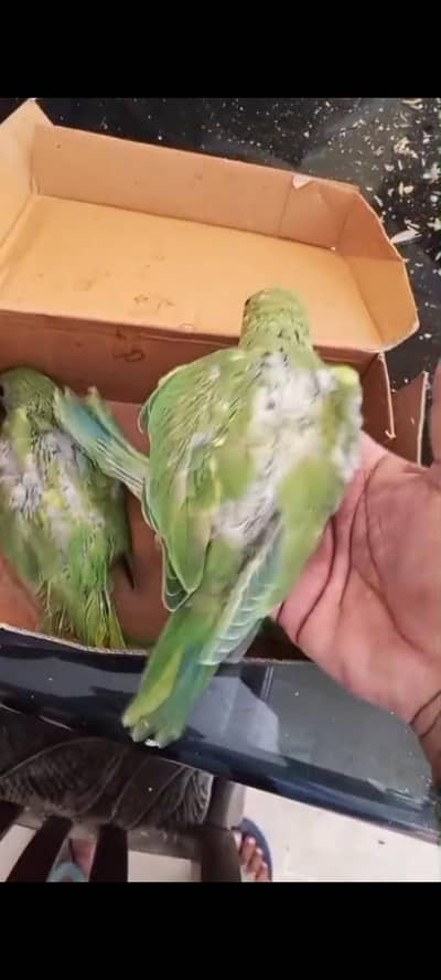 Ringneck babes