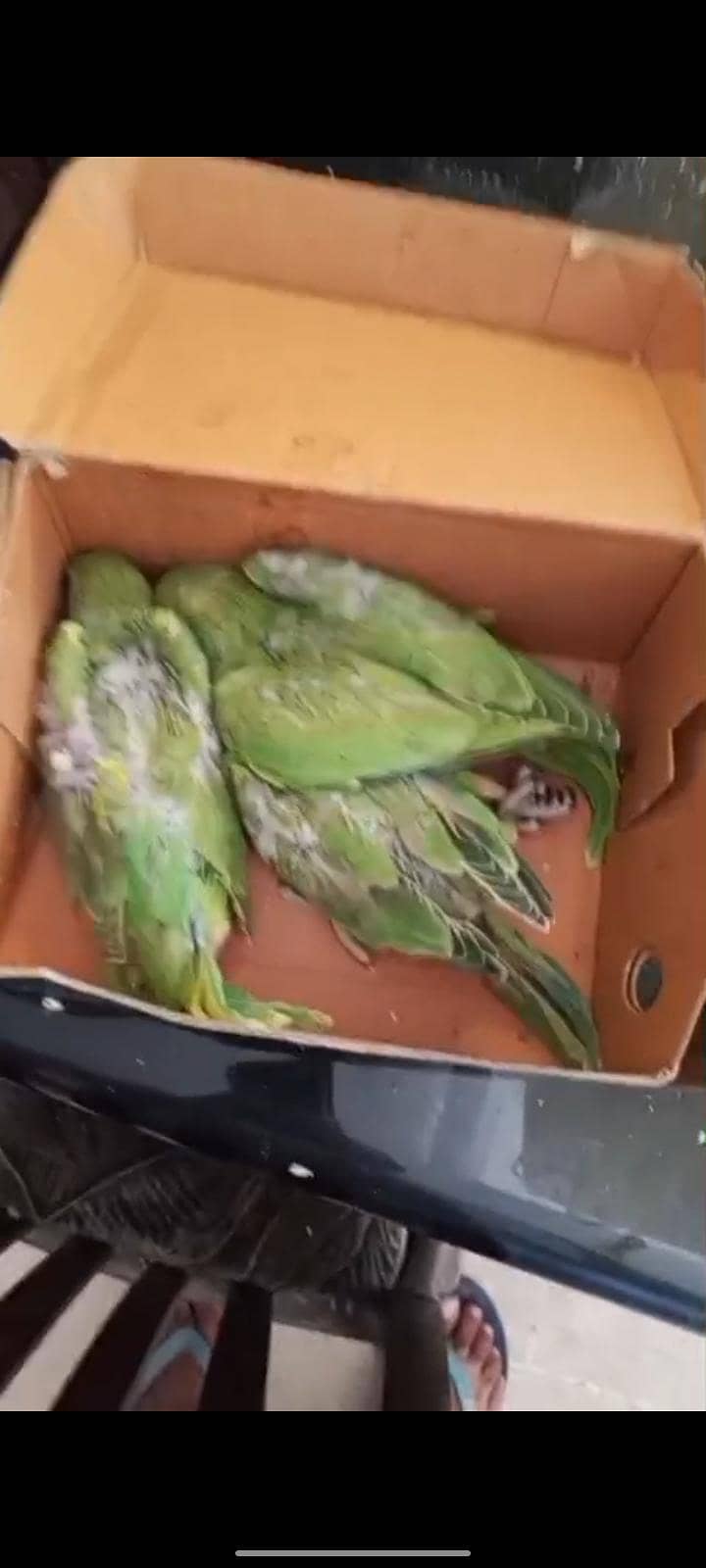 Ringneck babes 1