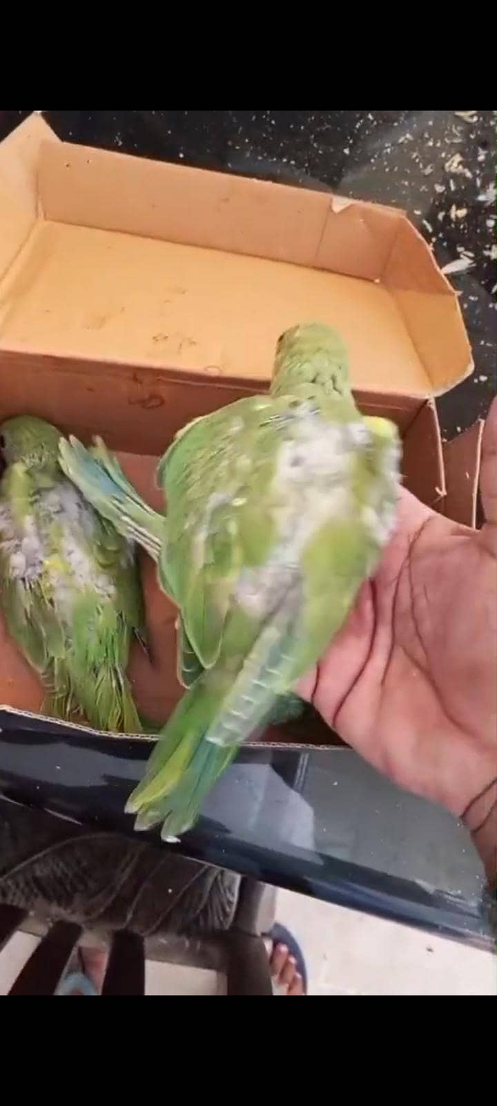 Ringneck babes 2