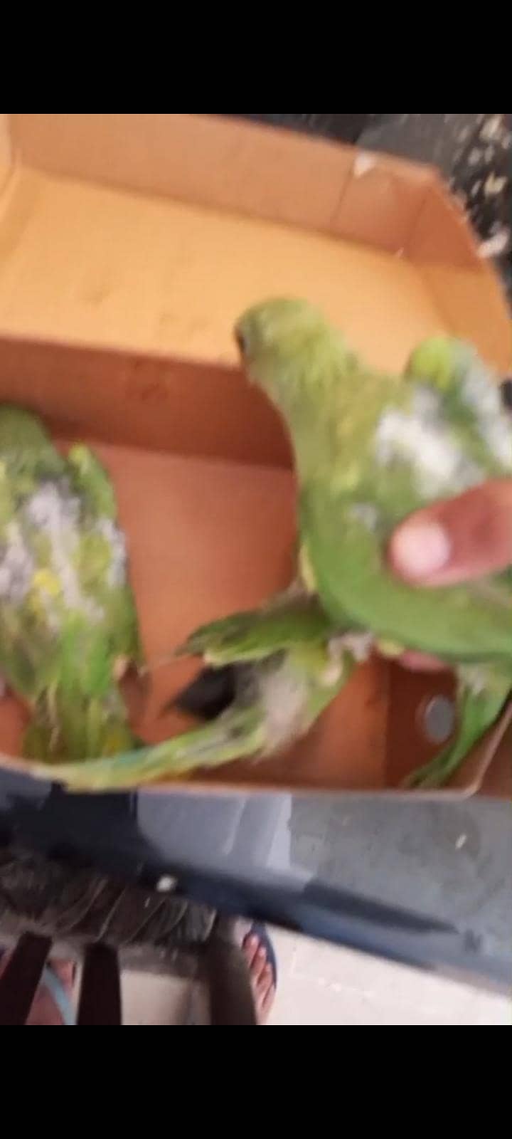 Ringneck babes 3