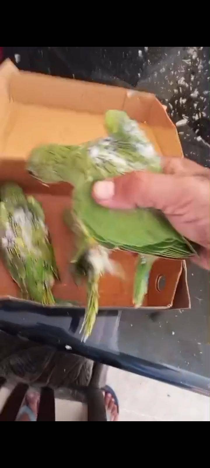 Ringneck babes 4